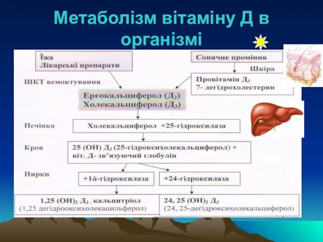 Метаболізм вітаміну Д в організмі