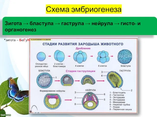 Зигота → бластула → гаструла → нейрула → гисто- и органогенез Схема эмбриогенеза *зигота – БеГуН
