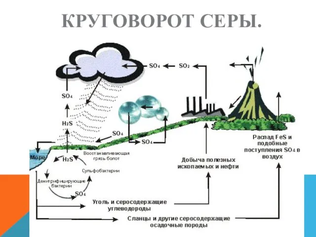 КРУГОВОРОТ СЕРЫ.