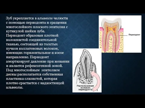 Зуб укрепляется в альвеоле челюсти с помощью периодонта и сращения
