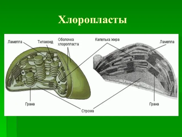 Хлоропласты Хлоропласты (от греч. chlorós — зелёный и plastós —