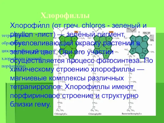 Хлорофиллы тетрапирролы, образующие циклическую структуру хлорофилла (магний-порфирины) Хлорофи́лл (от греч.