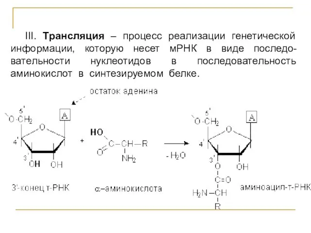 III. Трансляция – процесс реализации генетической информации, которую несет мРНК в виде последо-вательности