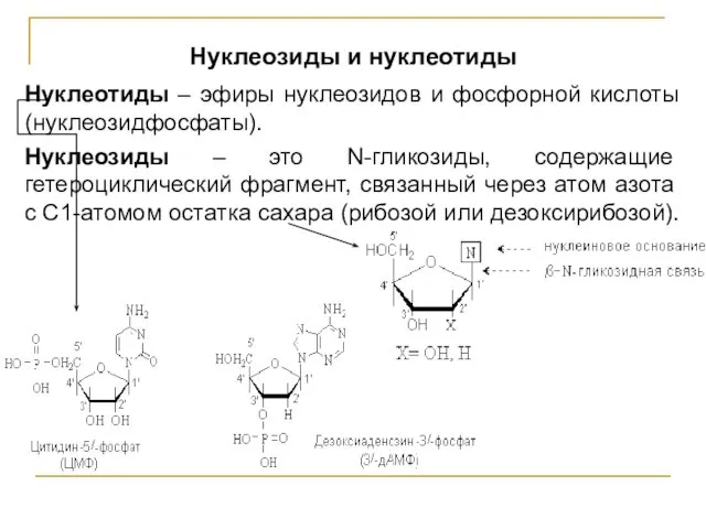 Нуклеозиды и нуклеотиды Нуклеотиды – эфиры нуклеозидов и фосфорной кислоты (нуклеозидфосфаты). Нуклеозиды –