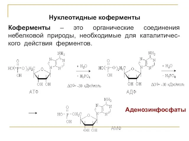 Нуклеотидные коферменты Коферменты – это органические соединения небелковой природы, необходимые для каталитичес-кого действия ферментов. Аденозинфосфаты