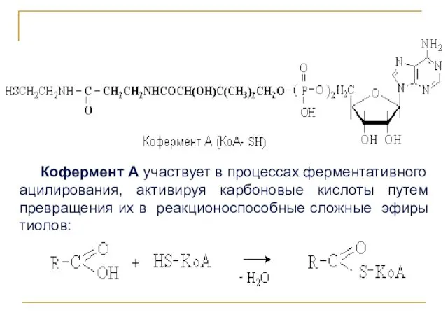 Кофермент А участвует в процессах ферментативного ацилирования, активируя карбоновые кислоты путем превращения их