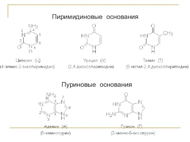 Пиримидиновые основания Пуриновые основания