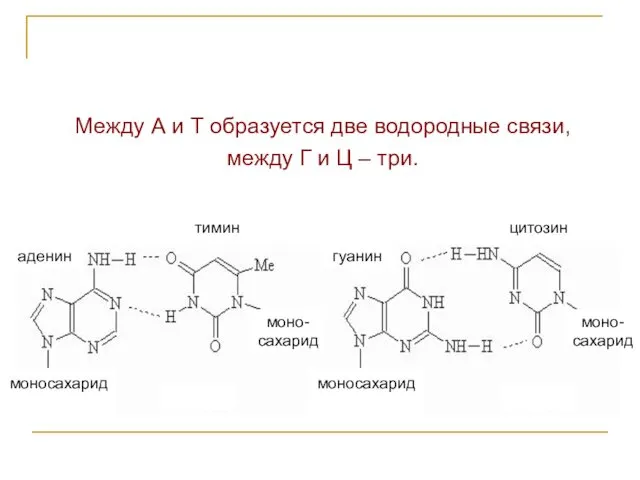 Между А и Т образуется две водородные связи, между Г и Ц –