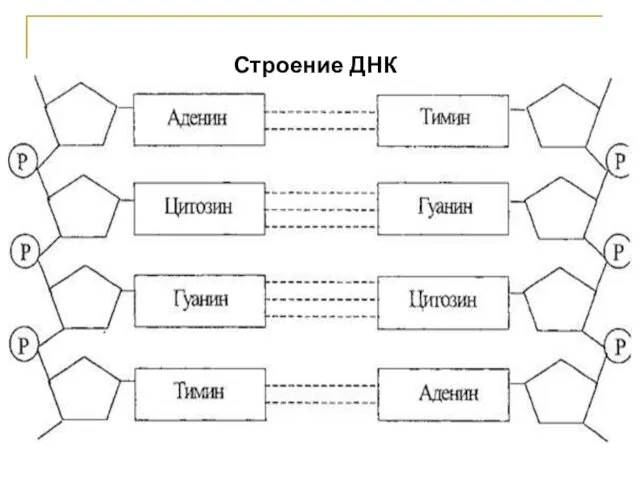 Строение ДНК