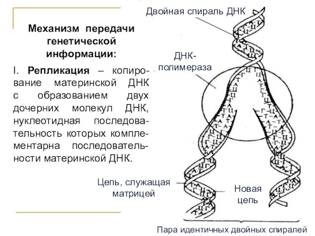 Механизм передачи генетической информации: I. Репликация – копиро-вание материнской ДНК с образованием двух