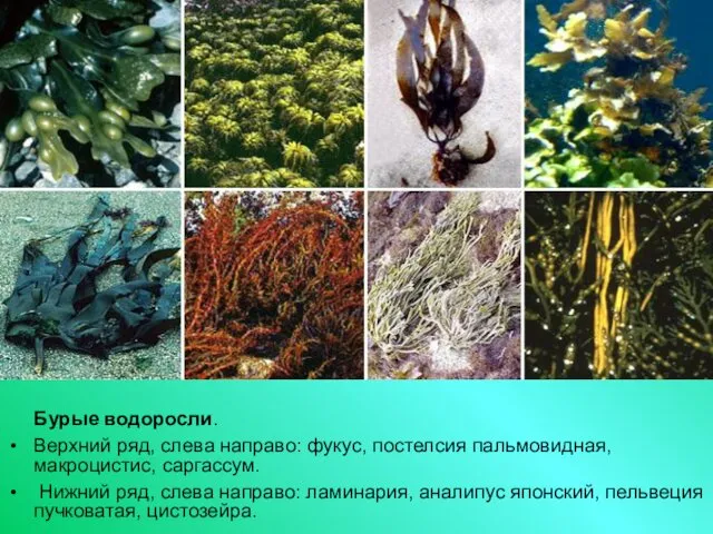 Бурые водоросли. Верхний ряд, слева направо: фукус, постелсия пальмовидная, макроцистис,