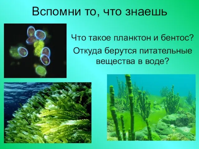 Вспомни то, что знаешь Что такое планктон и бентос? Откуда берутся питательные вещества в воде?