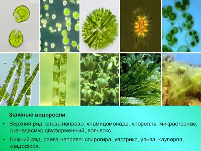 Зелёные водоросли Верхний ряд, слева направо: хламидомонада, хлорелла, микрастериас, сценедесмус