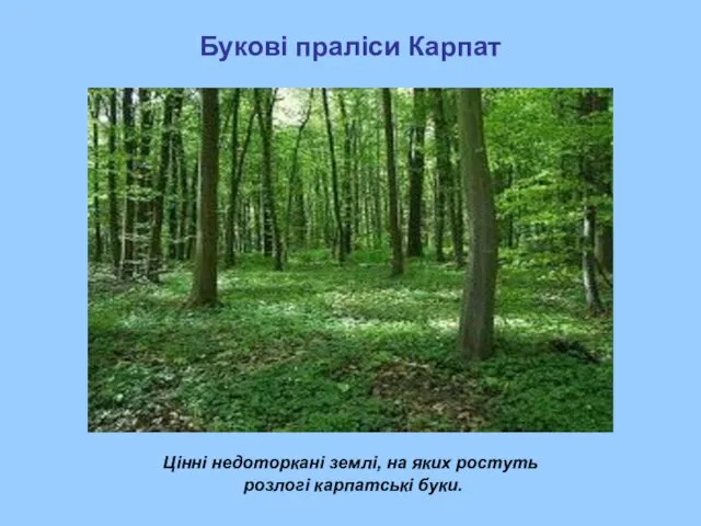 Букові праліси Карпат Цінні недоторкані землі, на яких ростуть розлогі карпатські буки.