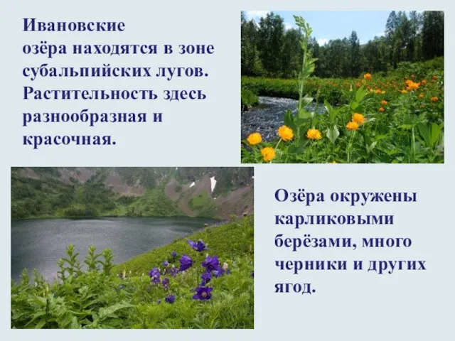 Ивановские озёра находятся в зоне субальпийских лугов. Растительность здесь разнообразная и красочная. Озёра