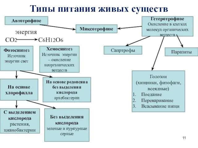 Типы питания живых существ энергия СО2 С6Н12О6 Х Автотрофное Гетеротрофное