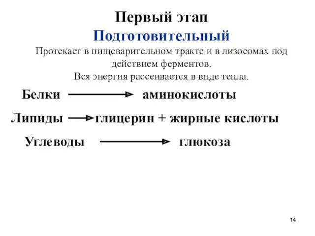 Первый этап Подготовительный Протекает в пищеварительном тракте и в лизосомах