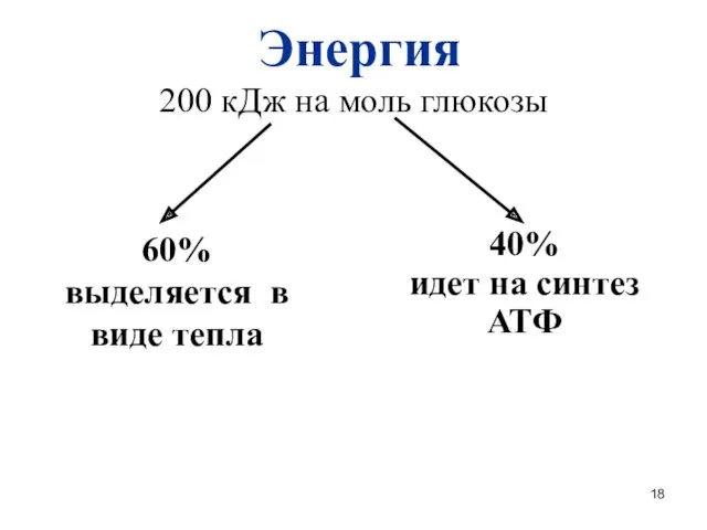 Энергия 200 кДж на моль глюкозы 60% выделяется в виде тепла 40% идет на синтез АТФ