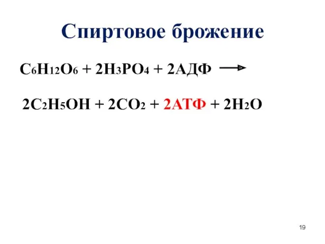 Спиртовое брожение С6Н12О6 + 2Н3РО4 + 2АДФ 2С2Н5ОН + 2СО2 + 2АТФ + 2Н2О