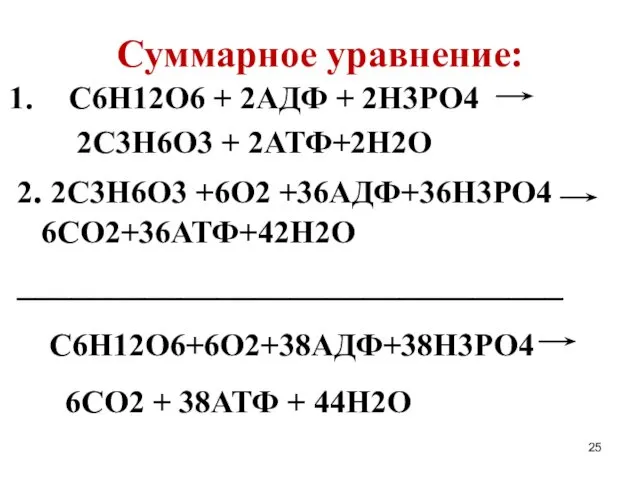 Суммарное уравнение: С6Н12О6 + 2АДФ + 2Н3РО4 2С3Н6О3 + 2АТФ+2Н2О