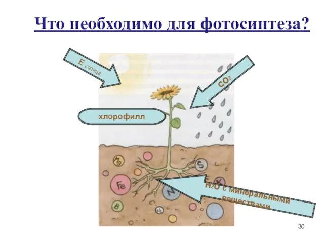 Что необходимо для фотосинтеза? Н2О с минеральными веществами Е солнца СО2 хлорофилл