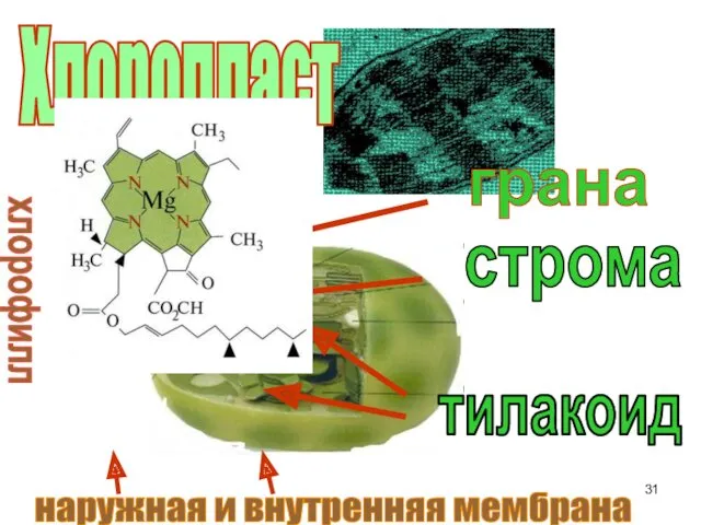 тилакоид грана строма Хлоропласт хлорофилл наружная и внутренняя мембрана