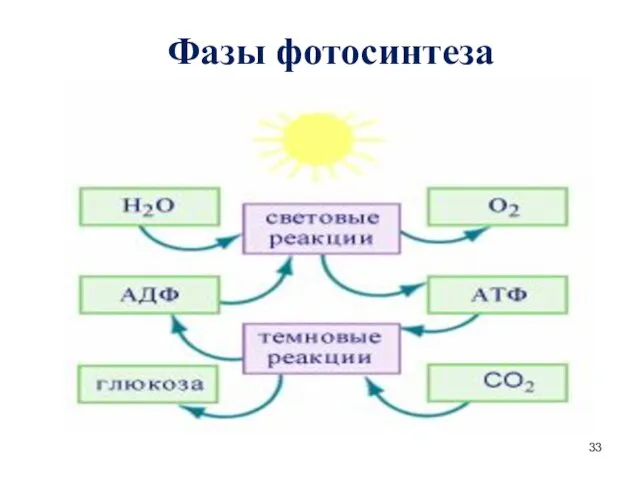 Фазы фотосинтеза