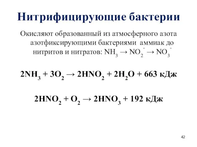 Нитрифицирующие бактерии Окисляют образованный из атмосферного азота азотфиксирующими бактериями аммиак