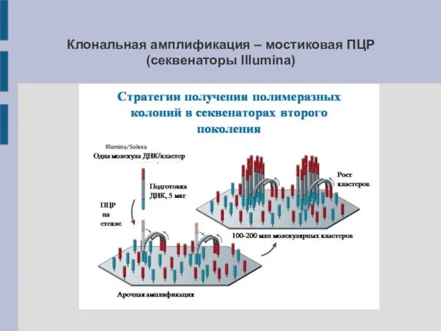 Клональная амплификация – мостиковая ПЦР (секвенаторы Illumina)