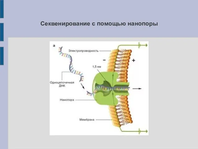 Секвенирование с помощью нанопоры