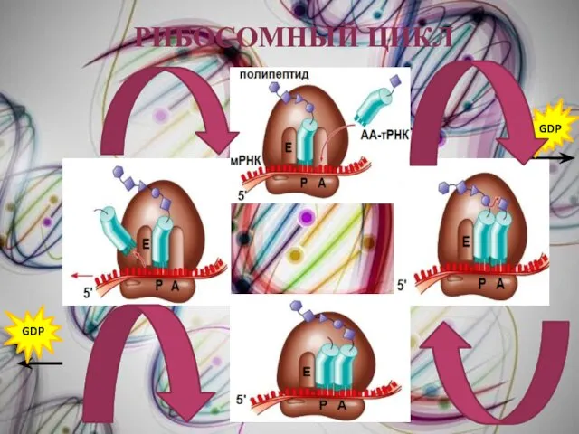 РИБОСОМНЫЙ ЦИКЛ GDP GDP