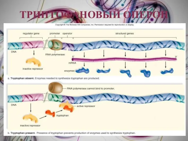 ТРИПТОФАНОВЫЙ ОПЕРОН