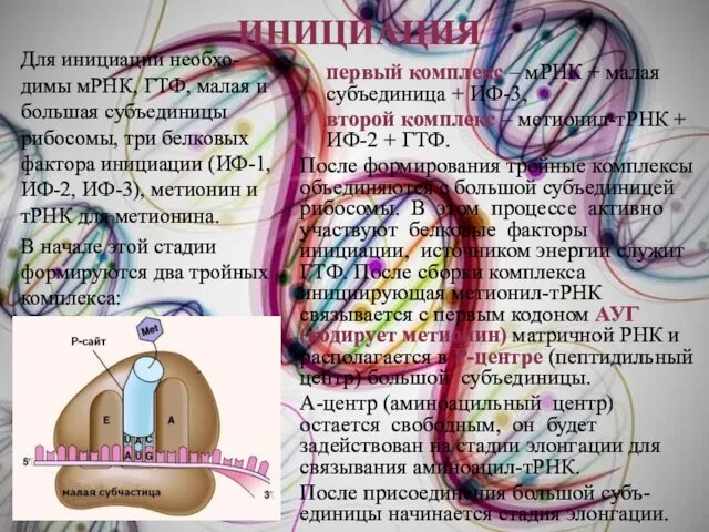 ИНИЦИАЦИЯ первый комплекс – мРНК + малая субъединица + ИФ-3,