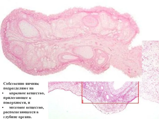 Яичник Строение яичников. Общий вид Яичник с поверхности покрыт не