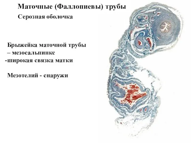 Маточные (Фаллопиевы) трубы Серозная оболочка Брыжейка маточной трубы – мезосальпинкс широкая связка матки Мезотелий - снаружи