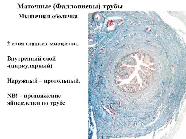Маточные (Фаллопиевы) трубы Мышечная оболочка 2 слоя гладких миоцитов. Внутренний слой -(циркулярный) Наружный