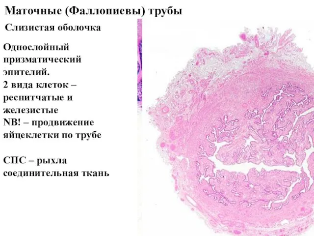 Маточные (Фаллопиевы) трубы Слизистая оболочка Однослойный призматический эпителий. 2 вида клеток – реснитчатые