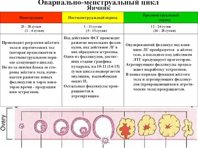 Яичник Овариально-менструальный цикл