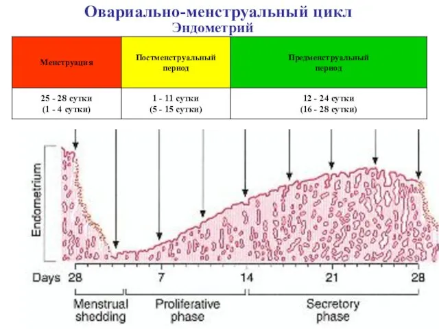 Овариально-менструальный цикл Эндометрий