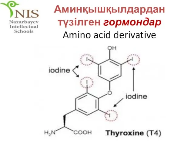 Аминқышқылдардан түзілген гормондар Amino acid derivative