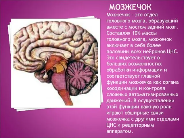 МОЗЖЕЧОК Мозжечок – это отдел головного мозга, образующий вместе с мостом задний мозг.