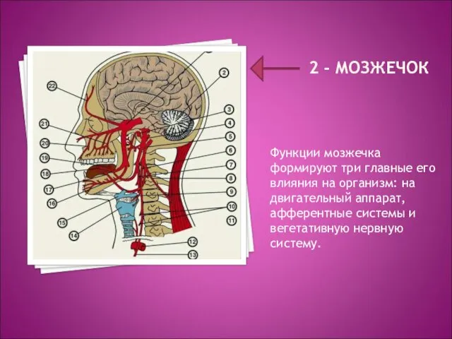 2 - МОЗЖЕЧОК Функции мозжечка формируют три главные его влияния