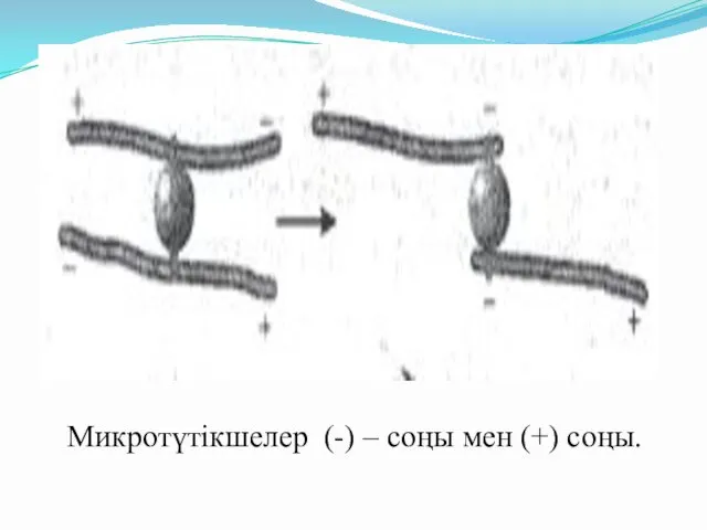 Микротүтікшелер (-) – соңы мен (+) соңы.