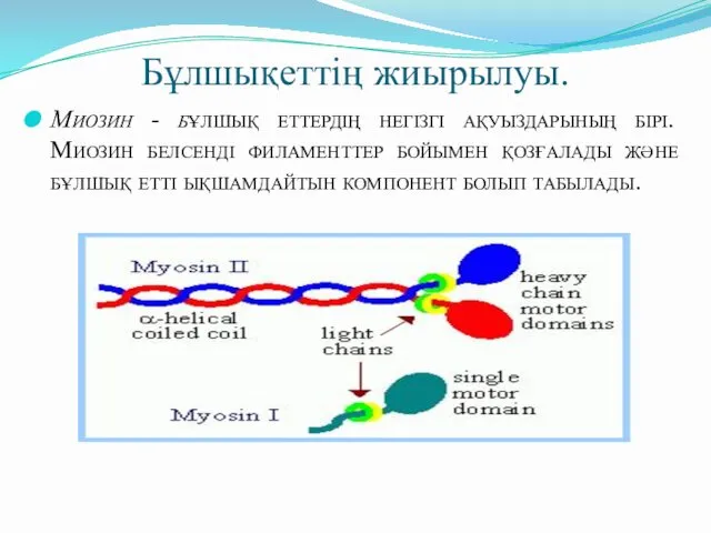 Бұлшықеттің жиырылуы. Миозин - бұлшық еттердің негізгі ақуыздарының бірі. Миозин