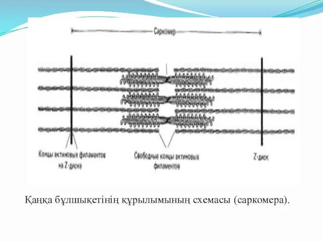 Қаңқа бұлшықетінің құрылымының схемасы (саркомера).