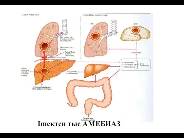 Ішектен тыс АМЕБИАЗ