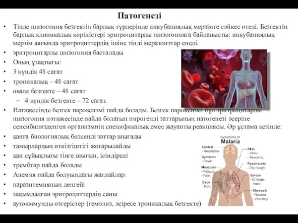 Патогенезі Тінде шизогония безгектің барлық түрлерінде инкубациялық мерзімге сәйкес өтеді. Безгектің барлық клиникалық