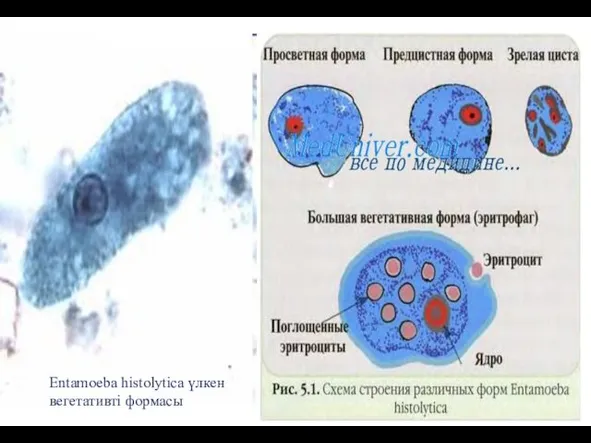 Entamoeba histolytica үлкен вегетативті формасы