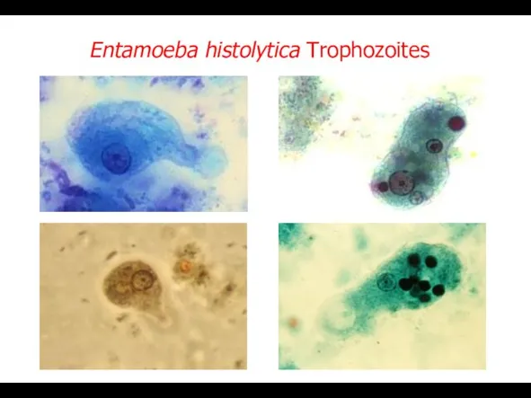 Entamoeba histolytica Trophozoites