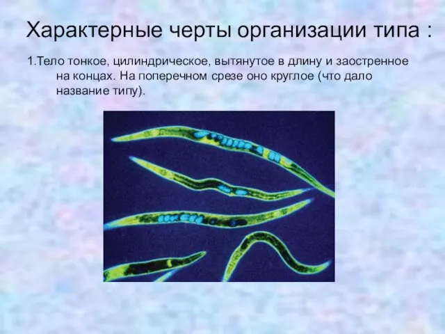 Характерные черты организации типа : 1.Тело тонкое, цилиндрическое, вытянутое в